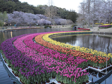 世界一のお花見 世界一のお花見