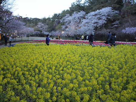 世界一のお花見 世界一のお花見