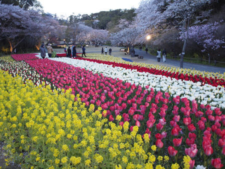 世界一のお花見 世界一のお花見