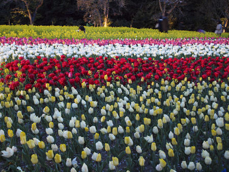 世界一のお花見 世界一のお花見