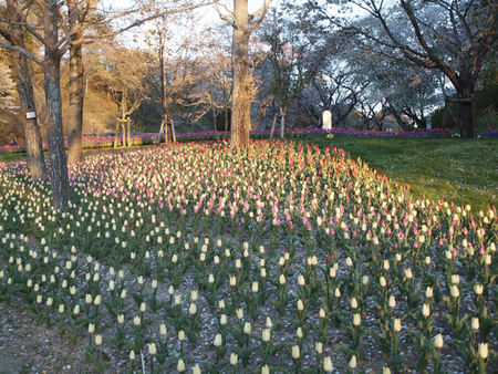 世界一のお花見 世界一のお花見