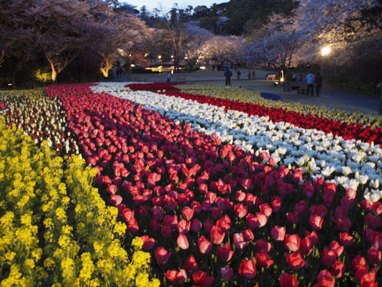世界一のお花見 世界一のお花見