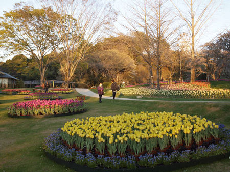 世界一のお花見 世界一のお花見
