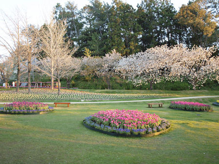 世界一のお花見 世界一のお花見