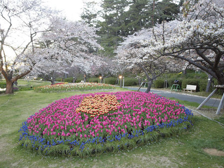 世界一のお花見 世界一のお花見