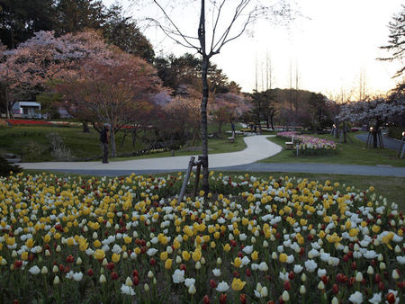 世界一のお花見 世界一のお花見