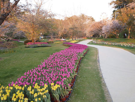 世界一のお花見 世界一のお花見