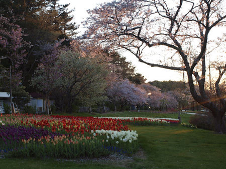 世界一のお花見 世界一のお花見