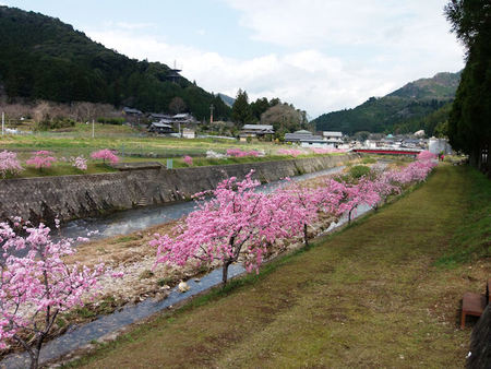 しだれ花桃の里 しだれ花桃の里