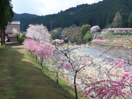 しだれ花桃の里 しだれ花桃の里