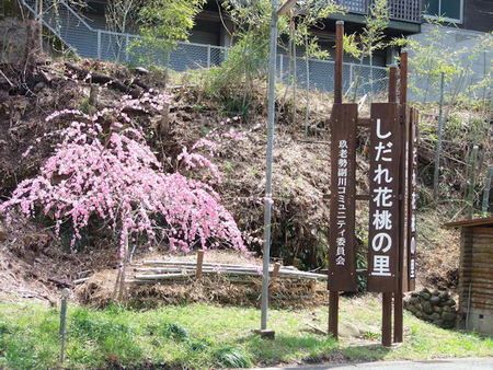 しだれ花桃の里 しだれ花桃の里