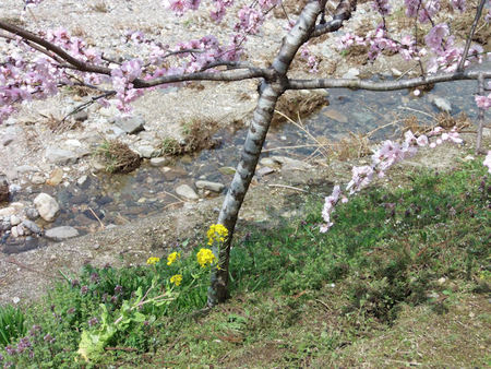 しだれ花桃の里 しだれ花桃の里