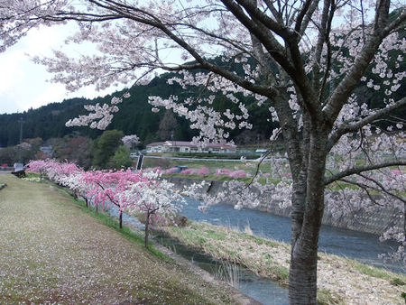 しだれ花桃の里 しだれ花桃の里