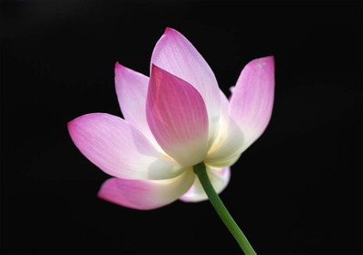 追悼 三木たかし先生