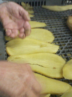 芋切り干し製造中