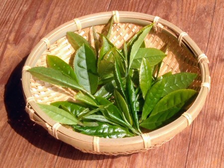 こっそり知っておきたい！緑茶・烏龍茶・紅茶の違い(*^-^*)