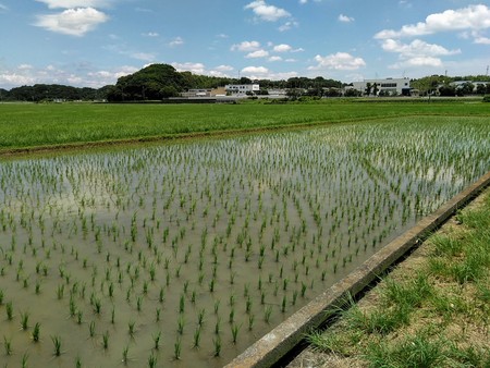 ”黄昏どき”の田園風景(*^-^*)　田んぼアートの稲がすくすく生長しています！