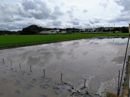 ”黄昏どき”の田園風景(*^-^*)　田んぼアートの稲がすくすく生長しています！
