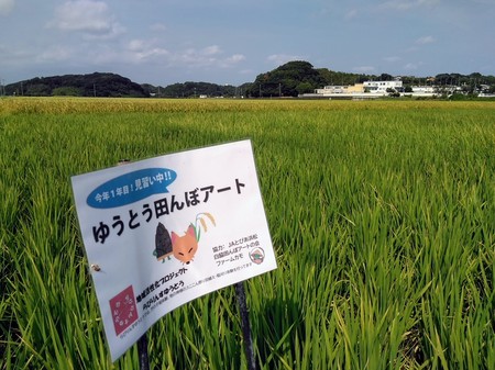 ”黄昏どき”の田園風景(*^-^*)　田んぼアートの稲がすくすく生長しています！
