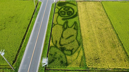 ゆうとう田んぼアート「稲刈り」楽しく開催しました(*^-^*)