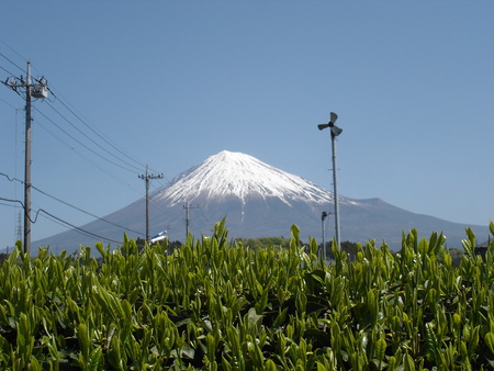 当選しました！！(*^-^*)「茶寿」日本最高値の新茶