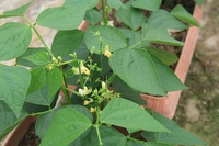 インゲン豆2種