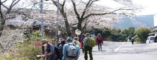 第32回奥山花街道さくらウォーク 開催します 第32回奥山花街道さくらウォーク 開催します
