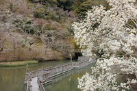 奥山公園でソメイヨシノが咲きはじめ？！