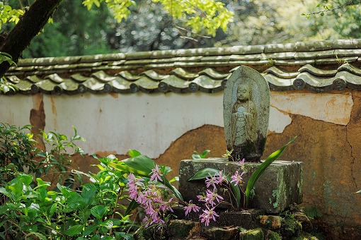 長楽寺さんでドウダンの花が見ごろを迎えています