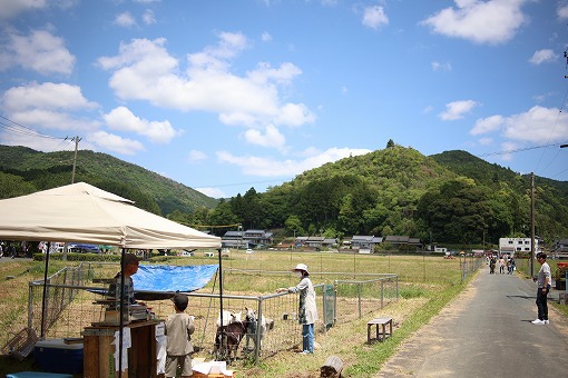 渋川つつじ祭りとシブカワツツジ咲き具合 渋川つつじ祭りとシブカワツツジ咲き具合