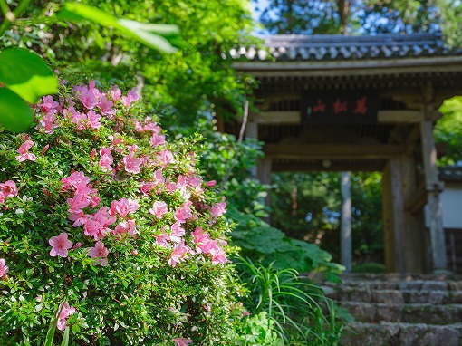 龍潭寺さんのさつきが見ごろです 龍潭寺さんのさつきが見ごろです