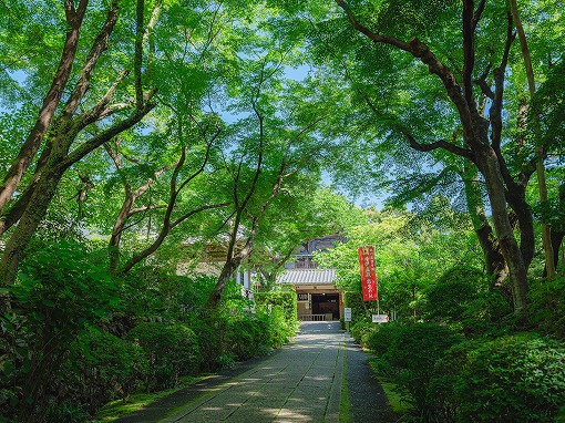 龍潭寺さんのさつきが見ごろです 龍潭寺さんのさつきが見ごろです