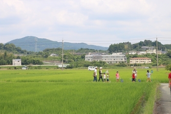 田んぼの生き物観察会、今年も実施します! 田んぼの生き物観察会、今年も実施します!