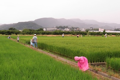 田んぼの生き物観察会を開催しました 田んぼの生き物観察会を開催しました