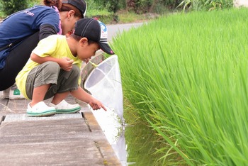 田んぼの生き物観察会を開催しました 田んぼの生き物観察会を開催しました
