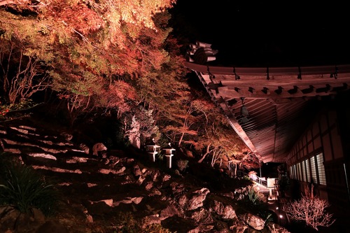 ～幻想的な紅葉ライトアップ～方広寺の夜間特別拝観