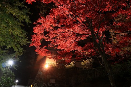 ～幻想的な紅葉ライトアップ～方広寺の夜間特別拝観