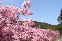 滝沢の河津桜　見頃を迎えています♪♪【2/29・3/1桜まつり開催します】