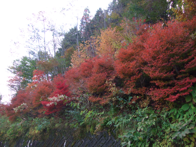 水窪町で山を覆う紅葉を