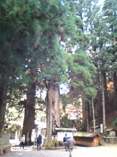 樹齢１２００年の杉に住む動物
