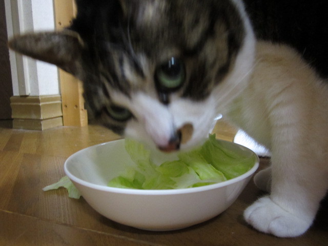 菜食主義のネコ