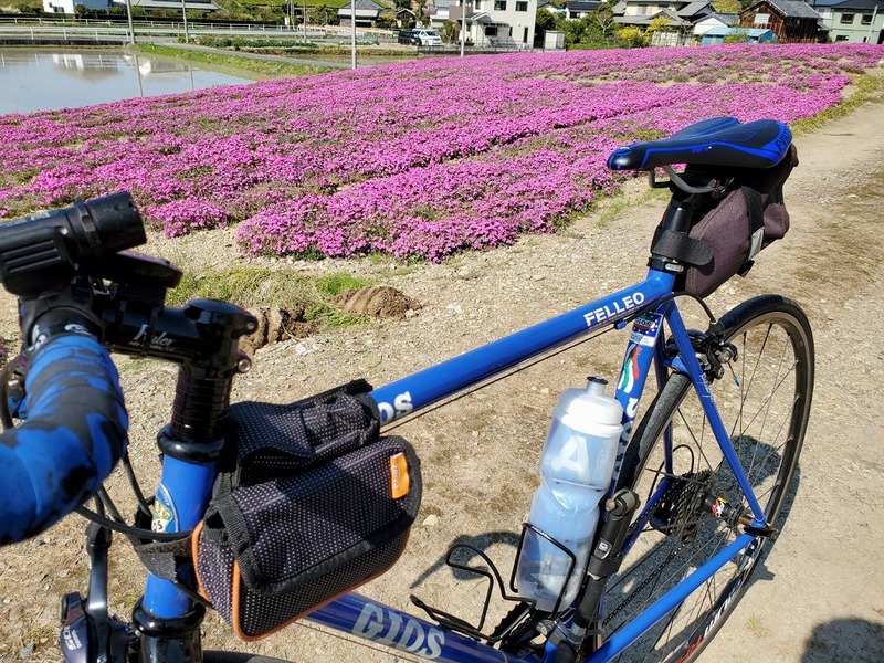 GIOS嬢と掛川の芝桜を見に行った話 GIOS嬢と掛川の芝桜を見に行った話
