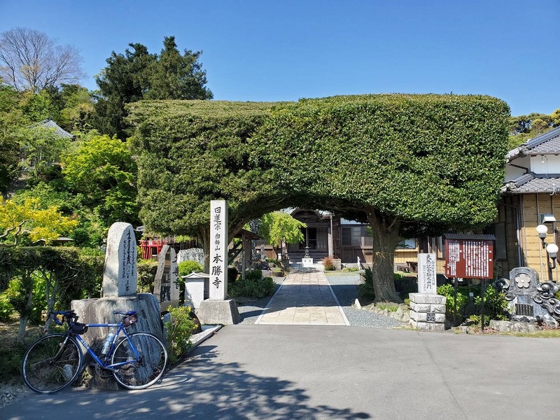 GIOS嬢と掛川の芝桜を見に行った話 GIOS嬢と掛川の芝桜を見に行った話
