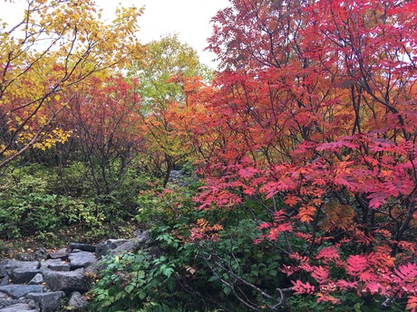 約6時間の登山、涸沢カールの紅葉 約6時間の登山、涸沢カールの紅葉
