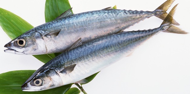 鯖の刺身 鯖の刺身