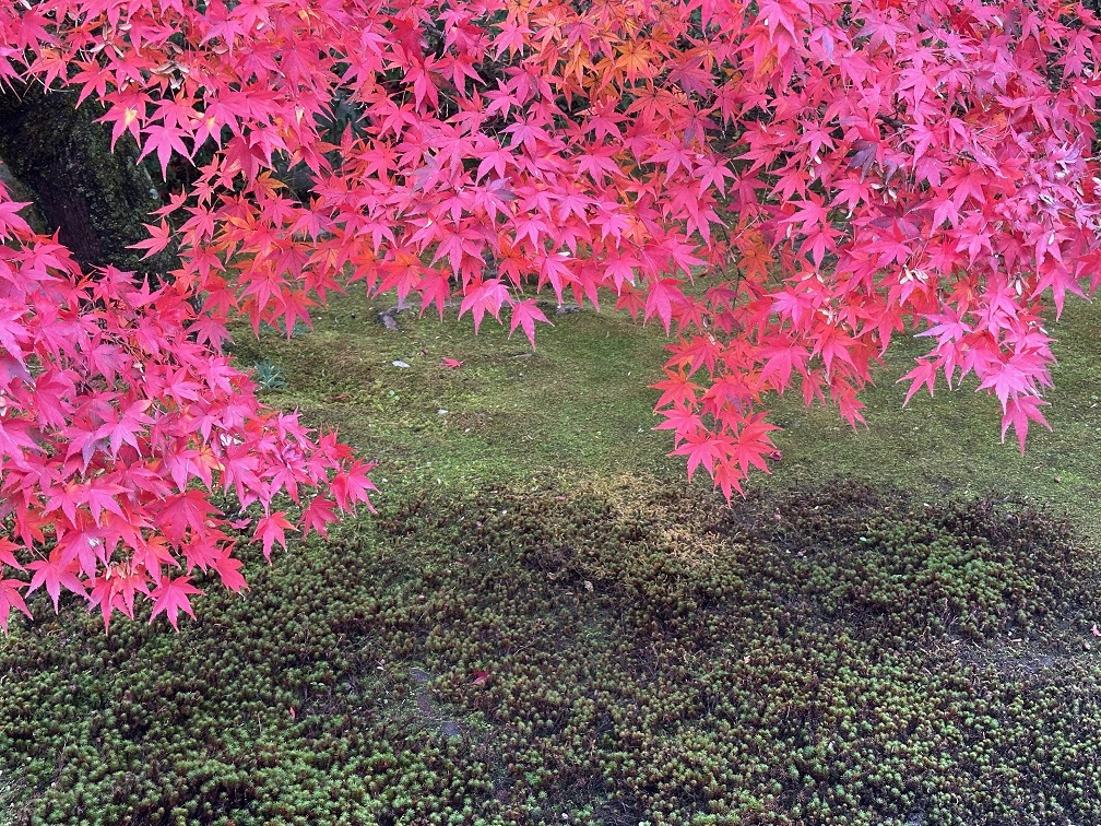今年の初紅葉 今年の初紅葉