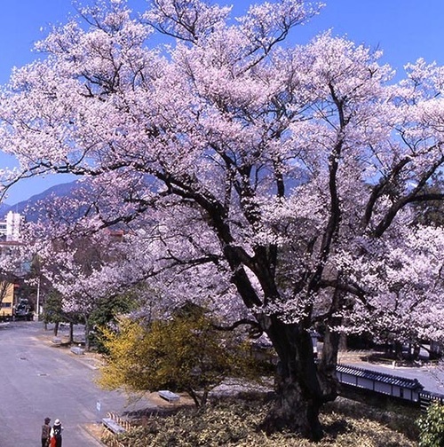 一本桜 一本桜