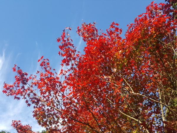 遠州森町の紅葉 遠州森町の紅葉