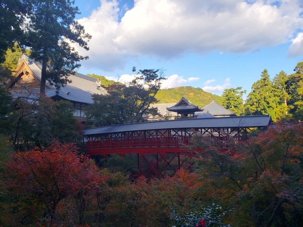 紅葉狩り in 方広寺 紅葉狩り in 方広寺