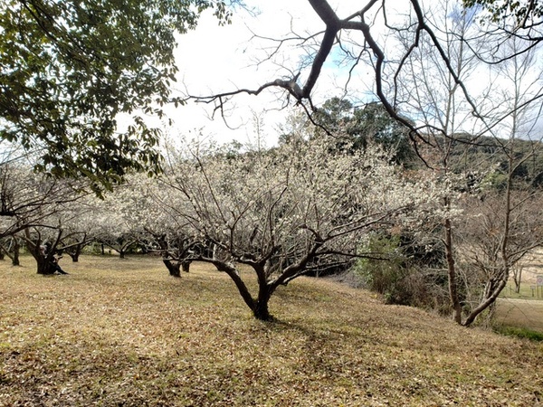 トレッキング in 桶ヶ谷沼 トレッキング in 桶ヶ谷沼